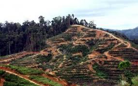 Gajah Sambangi PT ISS, Tagih Janji Program Kebun Sawit Pola KKPA